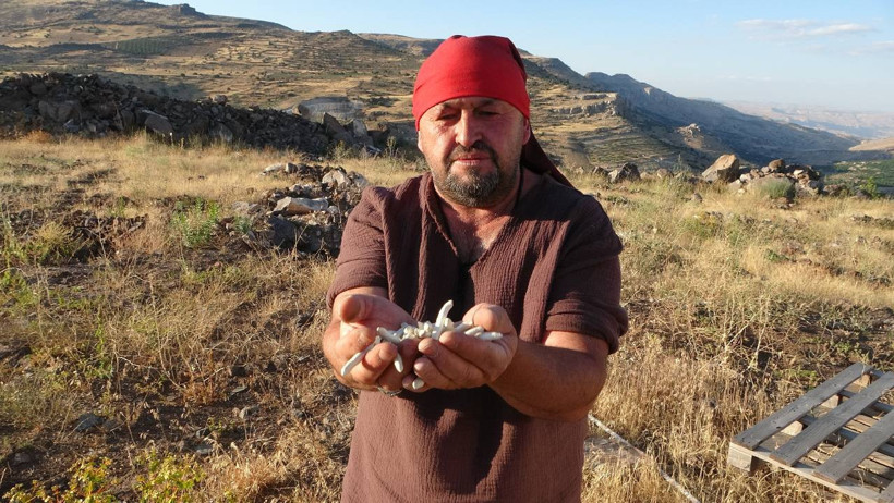 Bedava Toplanıyor, 10 Bin TL'ye Satılıyor! Kökünden Süt Fışkırıyor, Bulanı Zengin Ediyor - Resim : 3