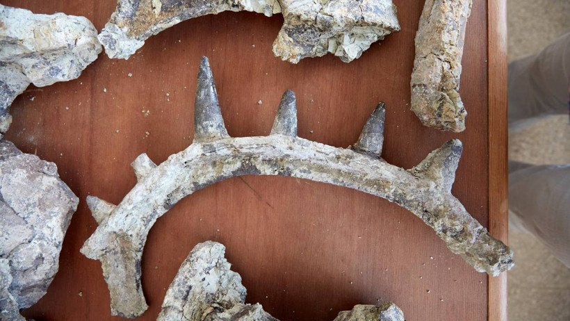 Bilim Dünyası Şokta! En 'Sıra Dışı' Dinozor Keşfedildi: 'Başka Hiçbir Hayvanda Böyle Bir Şey Görmedik' - Resim : 3