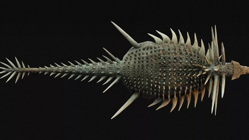 Fas'ta Şaşırtan Dinozor Fosili: Hem Zırhlı Hem Silahlı - Resim : 1