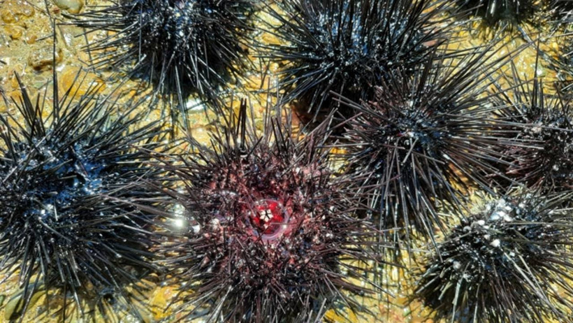 Denizcilerin Korkulu Rüyasıydı: Zehirli İstilacı Tür Yok Olmaya Başladı - Resim : 1