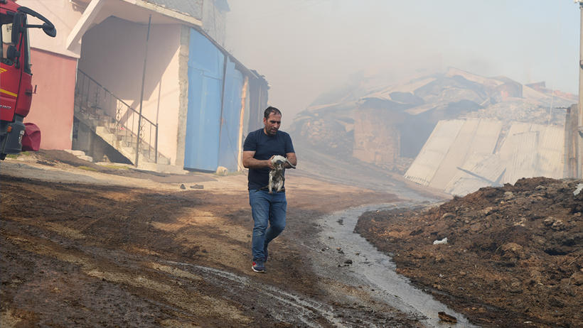 Kilometrelerce Uzaklıktan Gelen Kahraman! Alevlere Kendini Attı, Kedinin Hayatını Kurtardı - Resim : 1