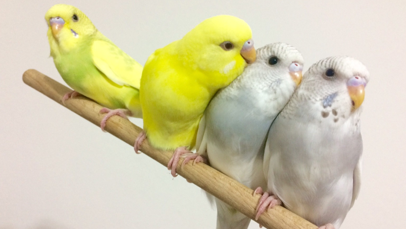 Muhabbet Kuşunu Konuşturmak İşte Bu Kadar Kolay! Kuşunuz Kısa Sürede Bülbül Gibi Şakımaya Başlıyacak - Resim : 2