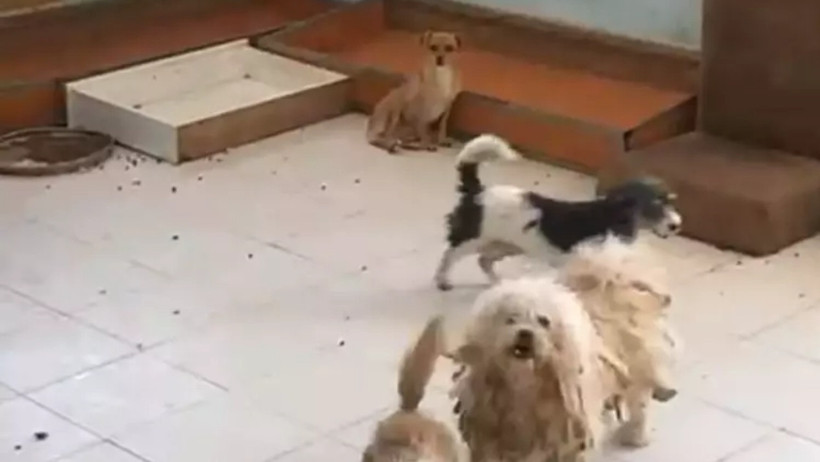 Aynı eve 3. baskın: Bu kadın, köpeklere kâbus yaşatıyor! - Resim : 1