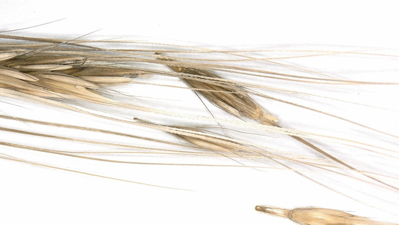 Tarım Tarihi Bu Keşifle Değişebilir... Orta Asya'da Şaşırtıcı İzler! - Resim : 2