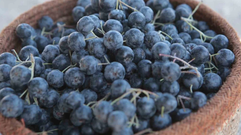 'Süper Meyve' Olarak Biliniyor: 12 İlçede Birden Hasadı Başladı! Üreticinin Yüzü Gülüyor - Resim : 1