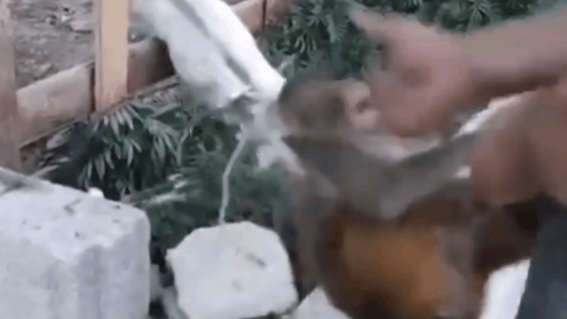 Yavru Maymuna İşkencenin Cezası Yalnızca Para... Vicdan Sızlatan Karar - Resim : 1