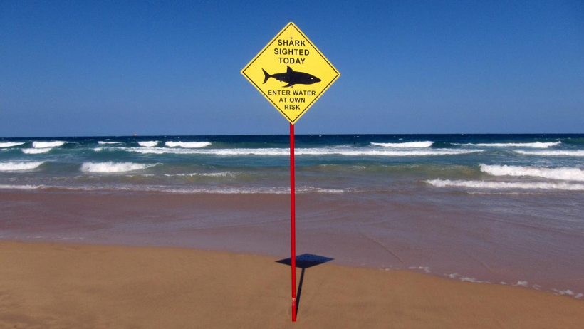 Plajda Köpek Balığı Dehşeti: 1 Kişi Öldü, 2 Plaj Kapatıldı - Resim : 1