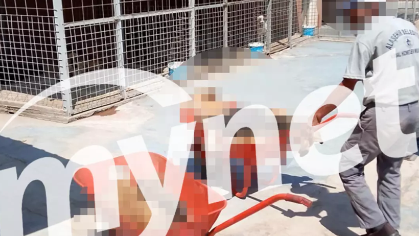 Yine Barınak Yine Katliam! Onlarca Köpek, Öldürüp Çöp Arabasına Attılar - Resim : 2