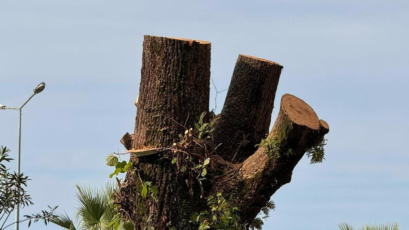 Rize'de ‘100 Yıllık’ Ağaç Kesildi, Mahalleli Tepkili - Resim : 1