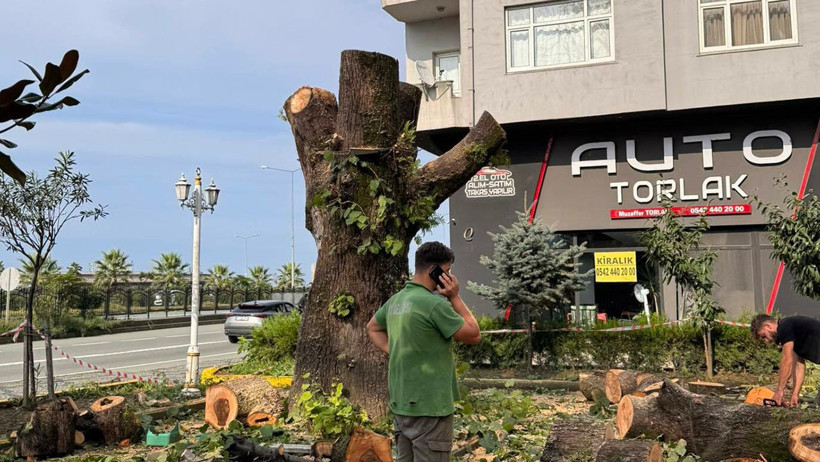 Rize'de ‘100 Yıllık’ Ağaç Kesildi, Mahalleli Tepkili - Resim : 2