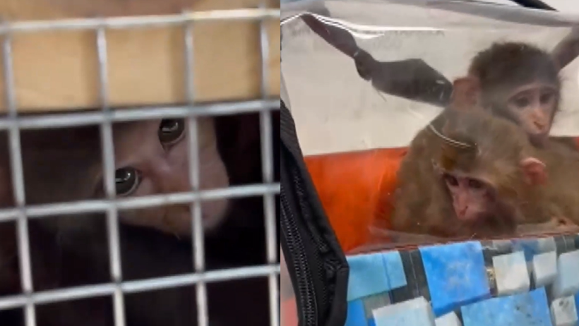 Yine Gümrük Yine ‘Hayvan’ Skandalı! ‘Ölüm Kutusu’nda Yürek Dağlayan Yolculuk… Korkudan Birbirlerine Sarıldılar - Resim : 2