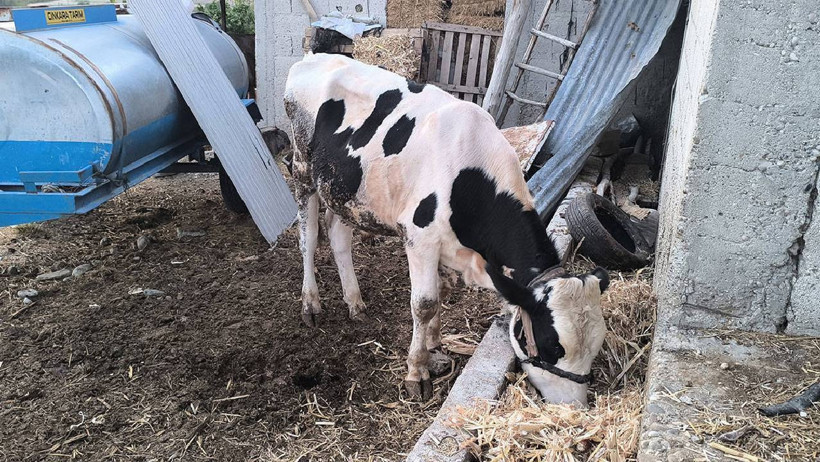 Üç Gün Hastalığı Kabusu! Köylerde Herkes Panik! Can Kaybı Artıyor - Resim : 3