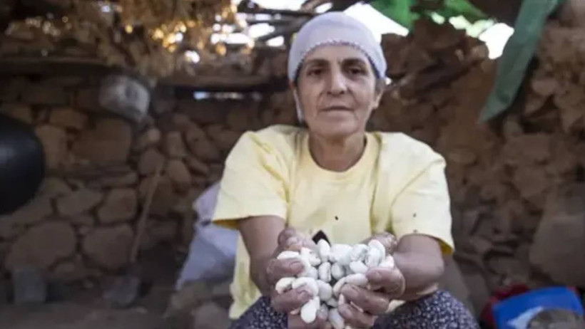 Toprağa Bunu Eken Yaşadı! Tanesi 50, Kilosu 5 Bin TL: Alın Terleriyle Topluyorlar - Resim : 1