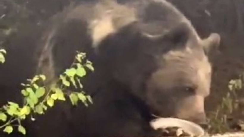 Ayı Masaya Oturdu, Servis Bekledi! 'Menüde Bal Var mı Acaba?' - Resim : 1