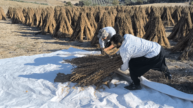 Susam Üreticisi Can Çekişiyor! Maliyet Arttı, Fiyat Düştü, Hesaplar Tutmuyor - Resim : 1