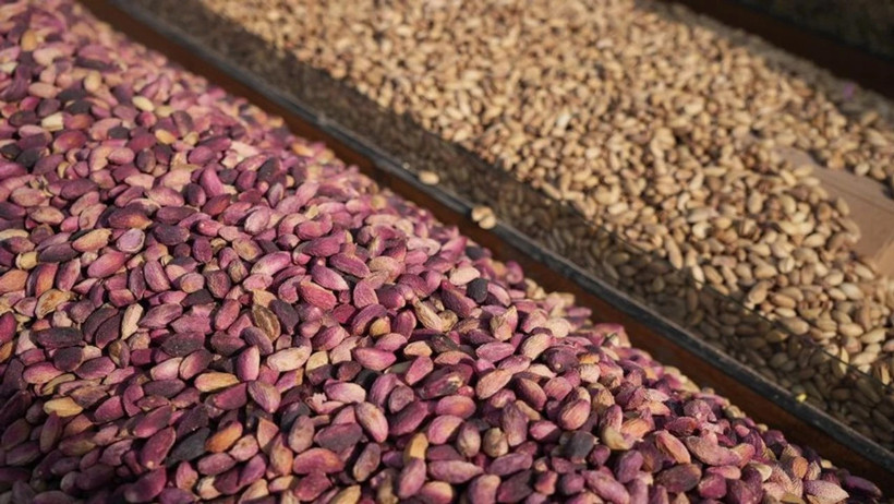 Türkiye Yine İthalata Döndü: Antep Fıstığı Artık İtalya'dan Geliyor - Resim : 1