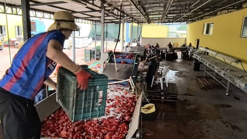 Kadınlar Üretiyor, Hollanda Kapış Kapış Alıyor! Bir Defa Yapılıyor, Bütün Kış Yetiyor - Resim : 5