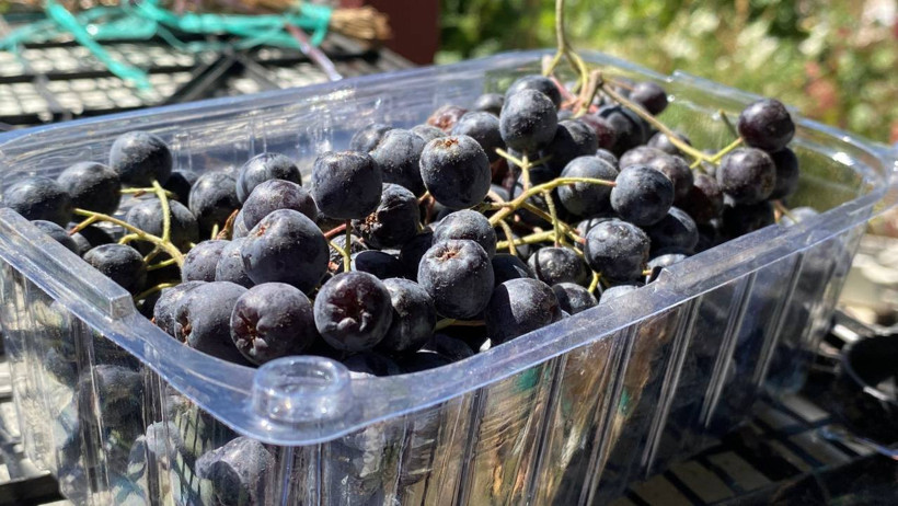 Şifa Bulduğu Meyveyi Üretmek İçin Şehir Değiştirdi - Resim : 1
