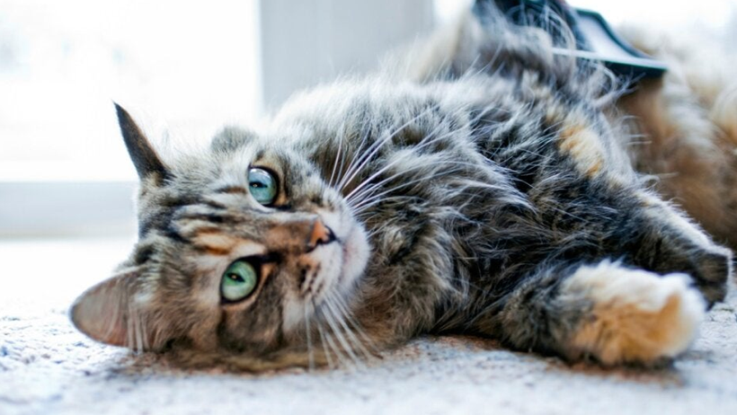 Kedi Tüyleri Akciğere Yerleşir mi? Yanlış Bilinen Gerçek Ortaya Çıktı - Resim : 1