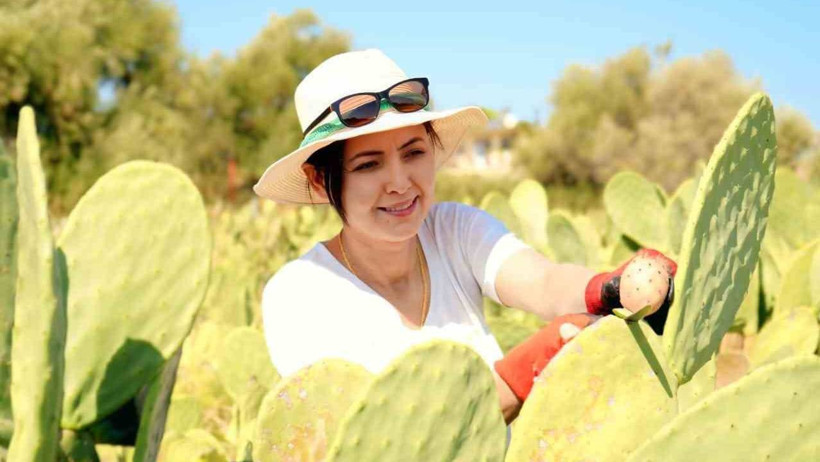 Bahçeyi Kurarken Alay Ettiler: O Türkiye'de Bir İlki Gerçekleşti! Şimdilerde 10 Ton Yurt Dışına Satıyor - Resim : 1