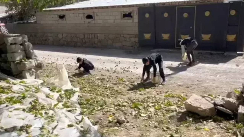 Bitlis’te Meşhur Oldu Tüm Dünyaya Yayıldı! Hasat Başladı, Kilosu 600 Liradan Satılıyor - Resim : 1