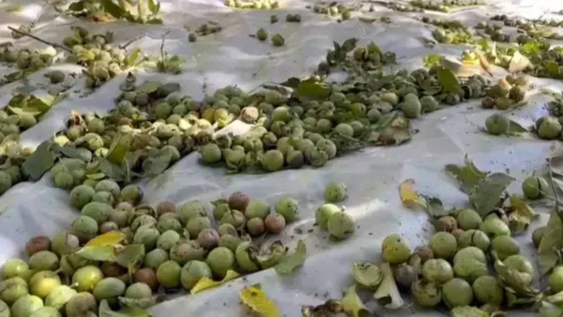 Bitlis’te Meşhur Oldu Tüm Dünyaya Yayıldı! Hasat Başladı, Kilosu 600 Liradan Satılıyor - Resim : 2