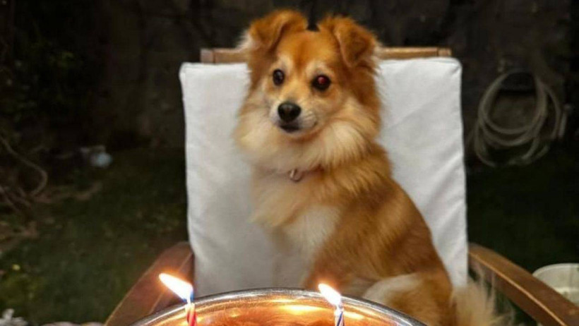 3 Ay Önce Sırra Kadem Basmıştı: Küçük Pablo'yu Bulana Anında 50 Bin TL Ödül Verilecek - Resim : 2