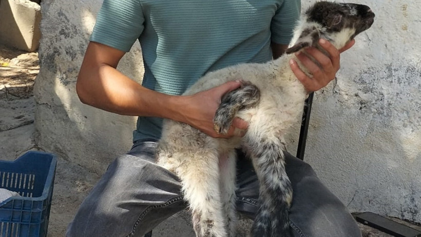 Manavgat’ta Şaşırtan Doğum! 'İlk Defa Görüyorum' - Resim : 1