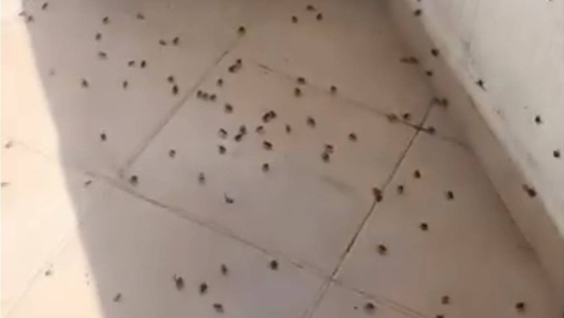 O İlde Herkes Diken Üstünde! Kabus Gibi İstila: Evleri Sarıp Duvarları Kapladılar - Resim : 1