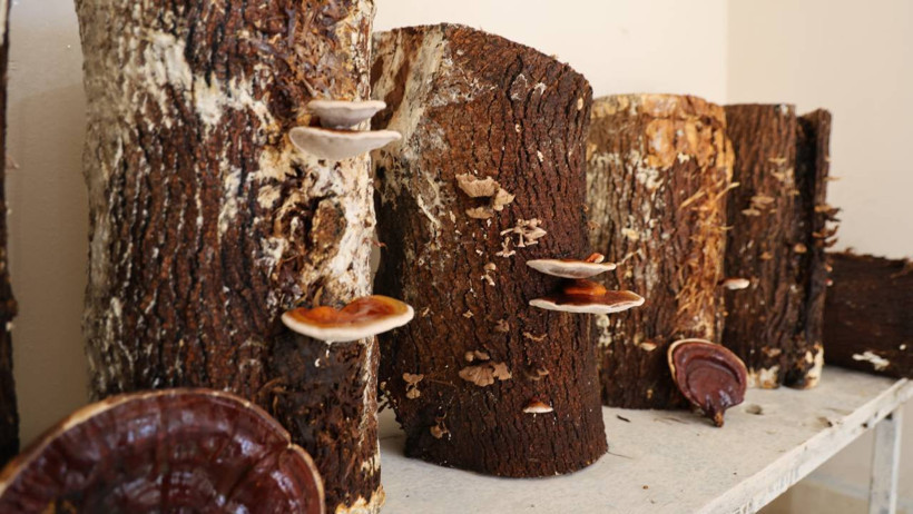 Cezaevinde Üretildi, Kilosu Yarım Altınla Yarışıyor! Faydası Saymakla Bitmiyor, Seri Üretime Geçilecek - Resim : 2