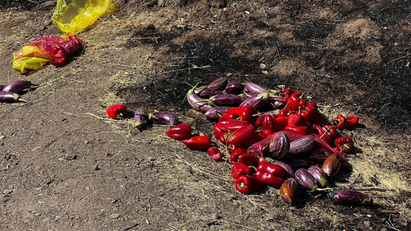 Patlıcan Közlerken Ormanı Yaktılar - Resim : 2