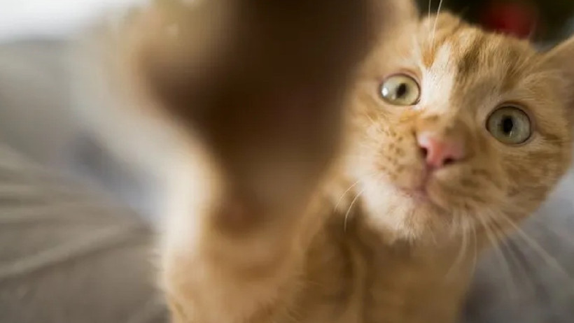 Bu Koku Kedilerin Kabusu! Sebebini Duyunca Çok Şaşıracaksınız - Resim : 1