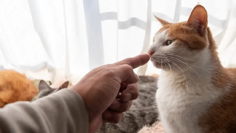 Bu Koku Kedilerin Kabusu! Sebebini Duyunca Çok Şaşıracaksınız - Resim : 2