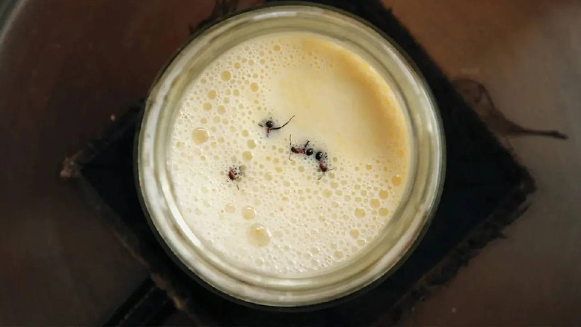 Michelin Yıldızlı Restoranda Akılalmaz Lezzet: Karıncalı Yoğurt Tarifi Herkesi Şoke Etti - Resim : 2