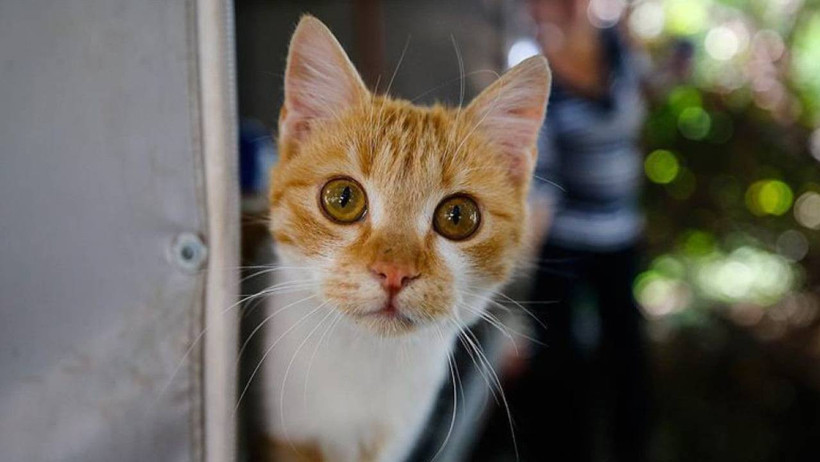 Kediniz Boşluğa Uzun Uzun Bakıyorsa Dikkat! Sebebi Bu Hastalık Olabilir - Resim : 2