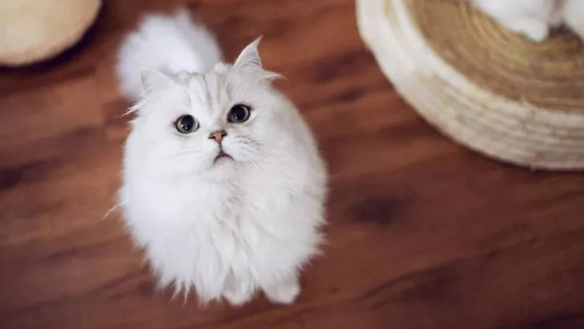 Kediniz Boşluğa Uzun Uzun Bakıyorsa Dikkat! Sebebi Bu Hastalık Olabilir - Resim : 1