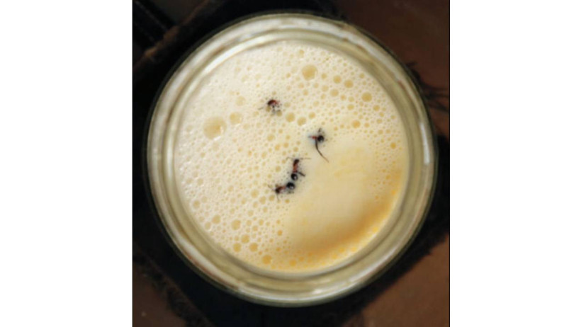 9 Bin Yıllık Anadolu Tarifi Yeniden Denendi, Bu Yoğurdun Tadına Bakanlar Şaşkına Dönüyor! Michelin Yıldızlı Restoranın Gözdesi Oldu - Resim : 1