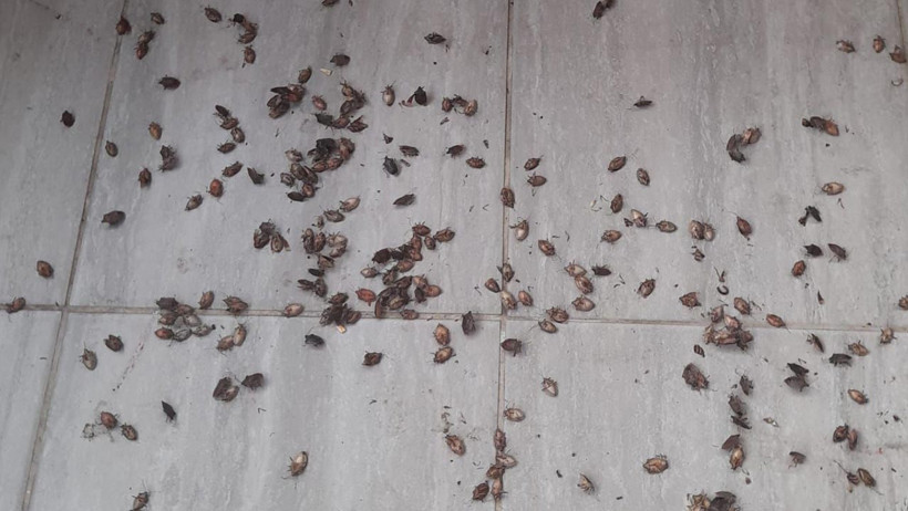 Trabzon Diken Üstünde! Halk Tedirgin, Evleri Kokarca Bastı, ‘Kıtlığa Az Kaldı’ - Resim : 2