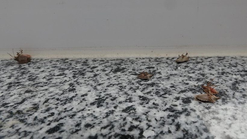 Trabzon Diken Üstünde! Halk Tedirgin, Evleri Kokarca Bastı, ‘Kıtlığa Az Kaldı’ - Resim : 1