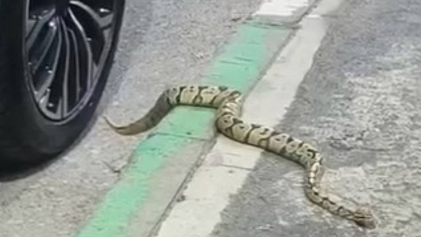 Burası Amerika Değil Türkiye! Görenlerin Nutku Tutuldu: 1 Metrelik Yılan Korku Dolu Anlar Yaşattı - Resim : 1