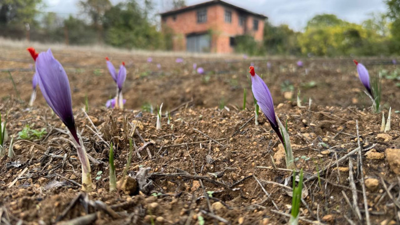 Soğuk Havada Hasat Erken Açtı: Gramı Altını Solladı, Kilosu 450 Bin TL'ye Ulaştı - Resim : 1