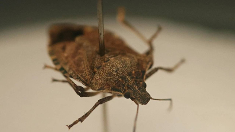 Aman Dikkat! İstilacı Tür Karadeniz’den İstanbul’a Sıçradı: Önüne Gelen Her Şeyi Yok Ediyorlar - Resim : 1