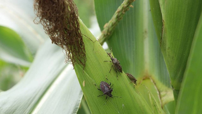 Aman Dikkat! İstilacı Tür Karadeniz’den İstanbul’a Sıçradı: Önüne Gelen Her Şeyi Yok Ediyorlar - Resim : 2