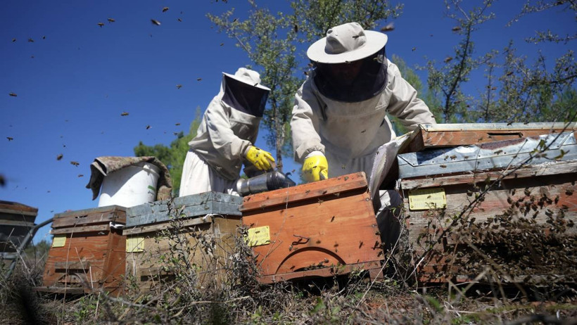 Üretimde Altın Yıl! Rekolte 20 Bin Tonu Zorluyor! Fiyatlar 5 Bin Lirayı Geçti - Resim : 3