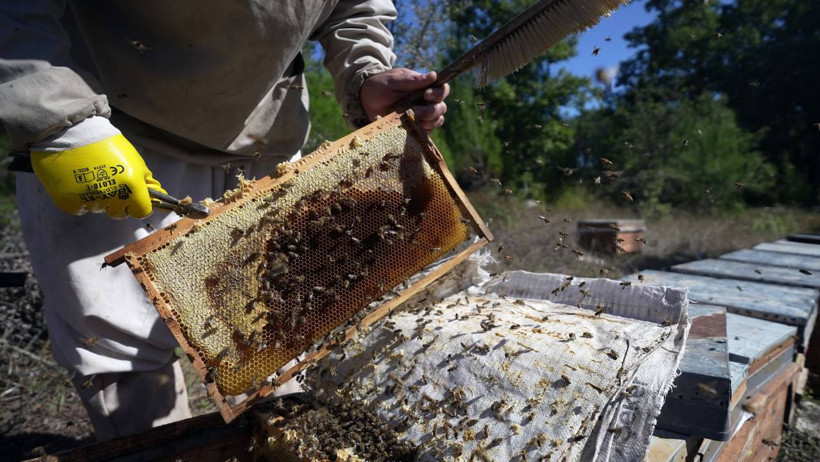 Üretimde Altın Yıl! Rekolte 20 Bin Tonu Zorluyor! Fiyatlar 5 Bin Lirayı Geçti - Resim : 2