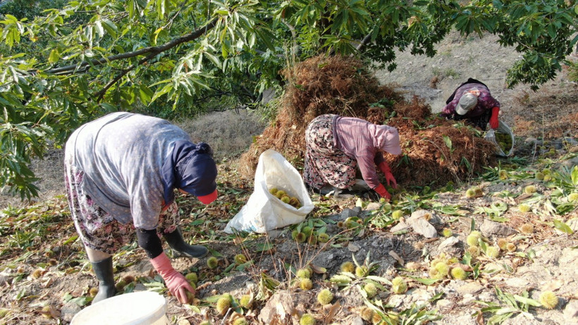 Dağlarda Hasat Telaşı Başladı: Sıfır Masrafla Toplanıyor, 20 Günde 100 Bin TL Kazandırıyor - Resim : 3