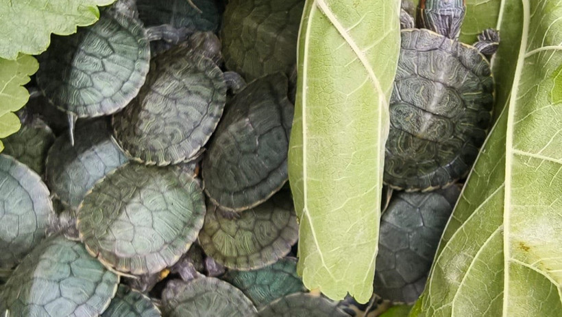 Bolu’da Şok Operasyon! Yolcu Otobüsünde Tam 500 Tane... - Resim : 1