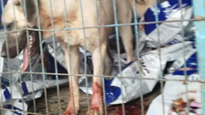 Hayvana Şiddetin Adresi Bu Kez Arnavutköy! Barınakta Skandal Görüntüler - Resim : 1