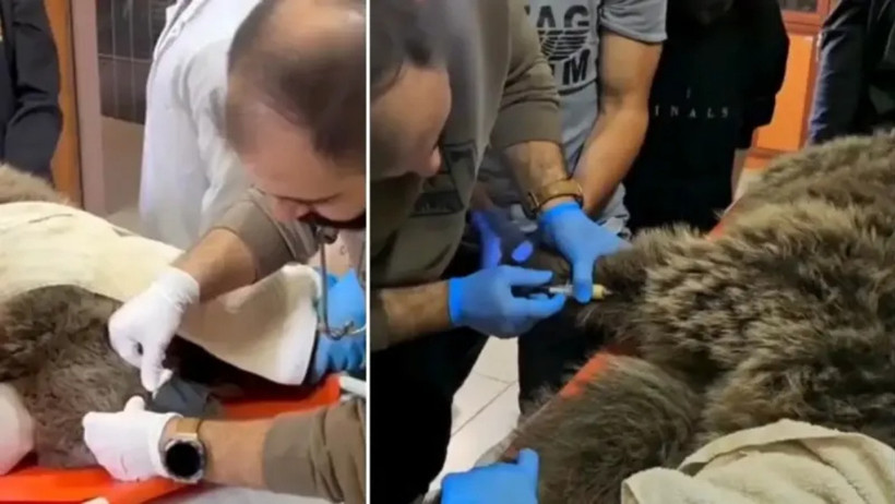 Yaralı Bozayı Tedavi Altına Alındı - Resim : 1