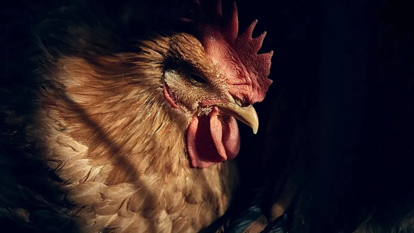 Bilim Dünyasında Alarm! H5N5 Kuş Gribi İlk Kez İnsana Sıçradı ve Ölüm Getirdi - Resim : 1